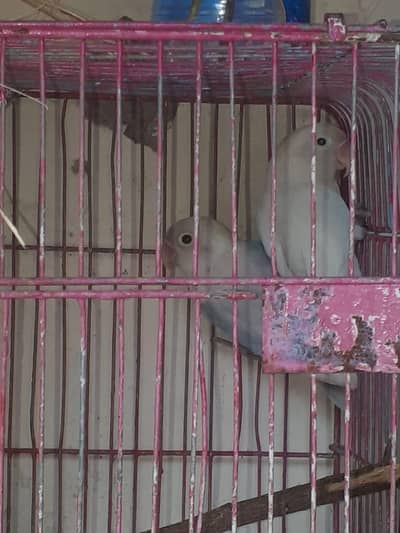 adult love bird pair on breeding  with cage and matki