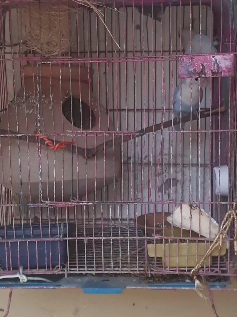 adult love bird pair on breeding  with cage and matki — photo 2