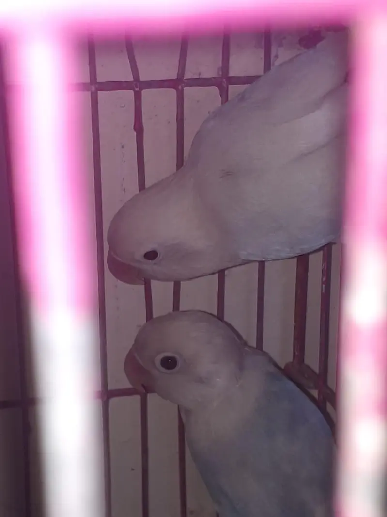 adult love bird pair on breeding  with cage and matki — photo 3