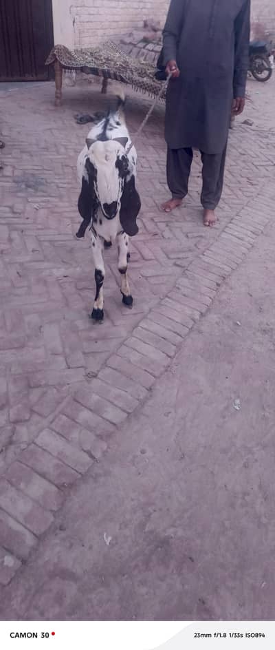 bakra || top quality || qurbani 2026 || bakra by near by me