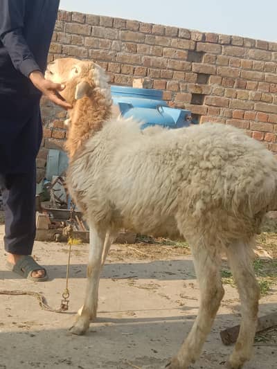 beautiful sheep for scale