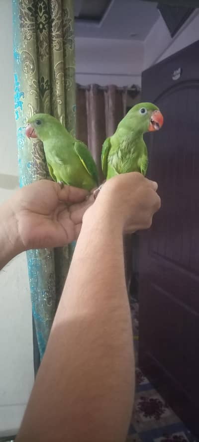 green parrot