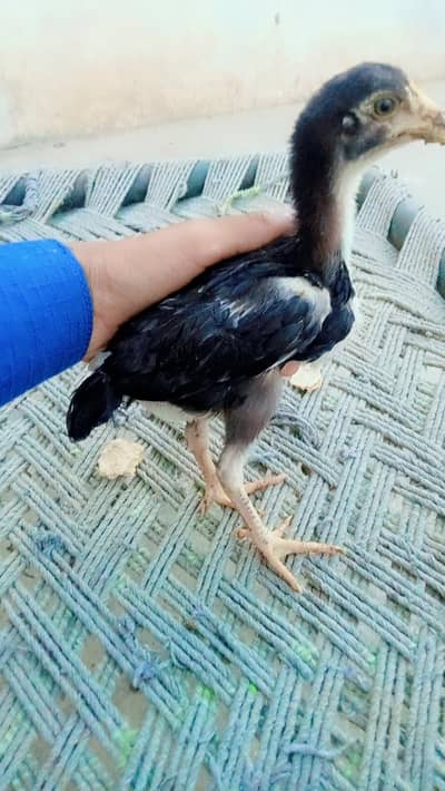 healthy cheeks for sale urgent