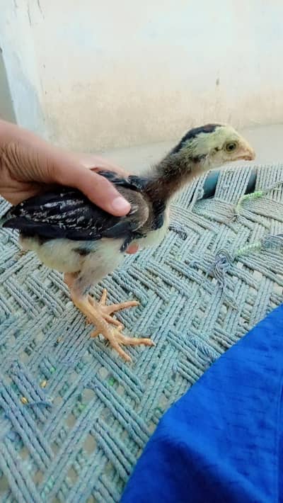 healthy cheeks for sale urgent