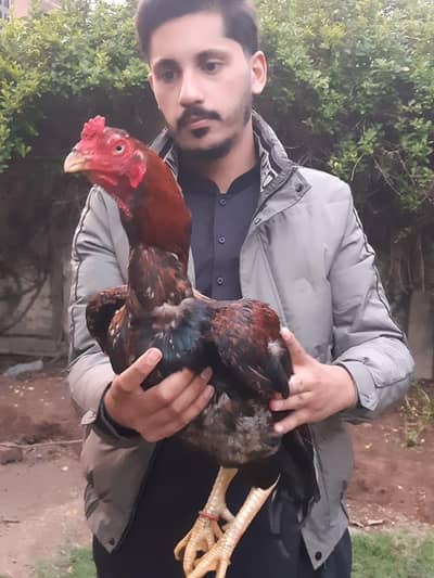 Dewan sahaib walay