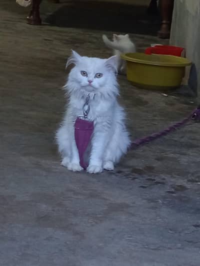 kittens and mother white colour and Persian for sale 03316073502