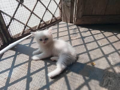 kittens and mother white colour and Persian for sale 03316073502