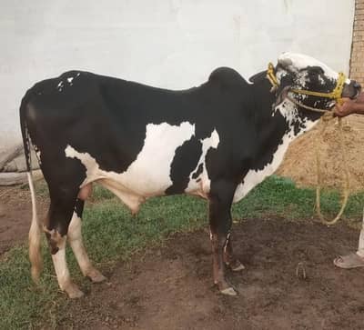 qurbani animal for sale
