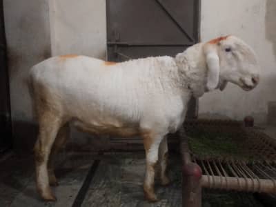 Male sheep for sale