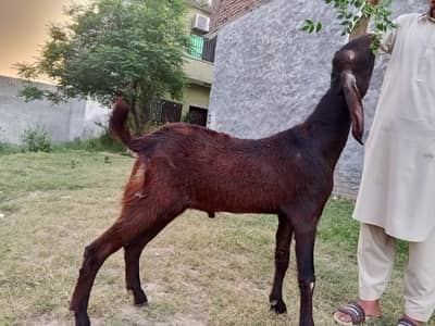 Amritsari Betal Bakra Quarbani 2026 ka Lia