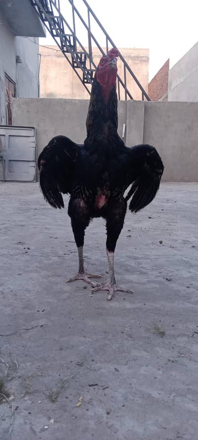 thai birds