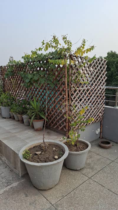 plants planter