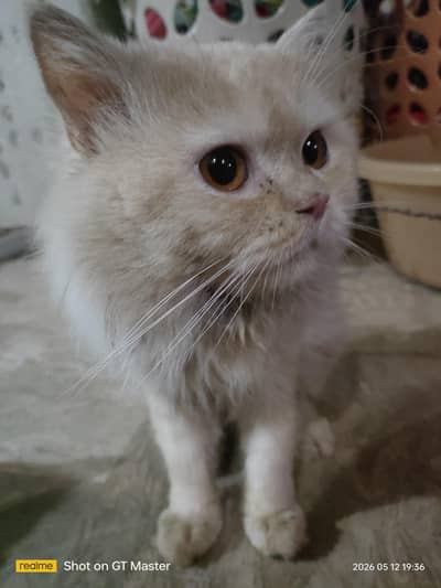 Persian Male Cat For Sale