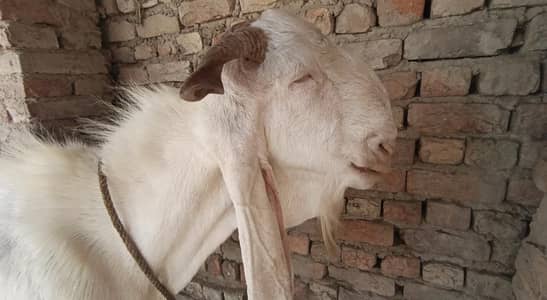 Pure Gulabi bakra For Sale 6 Daant Best For Qurabani