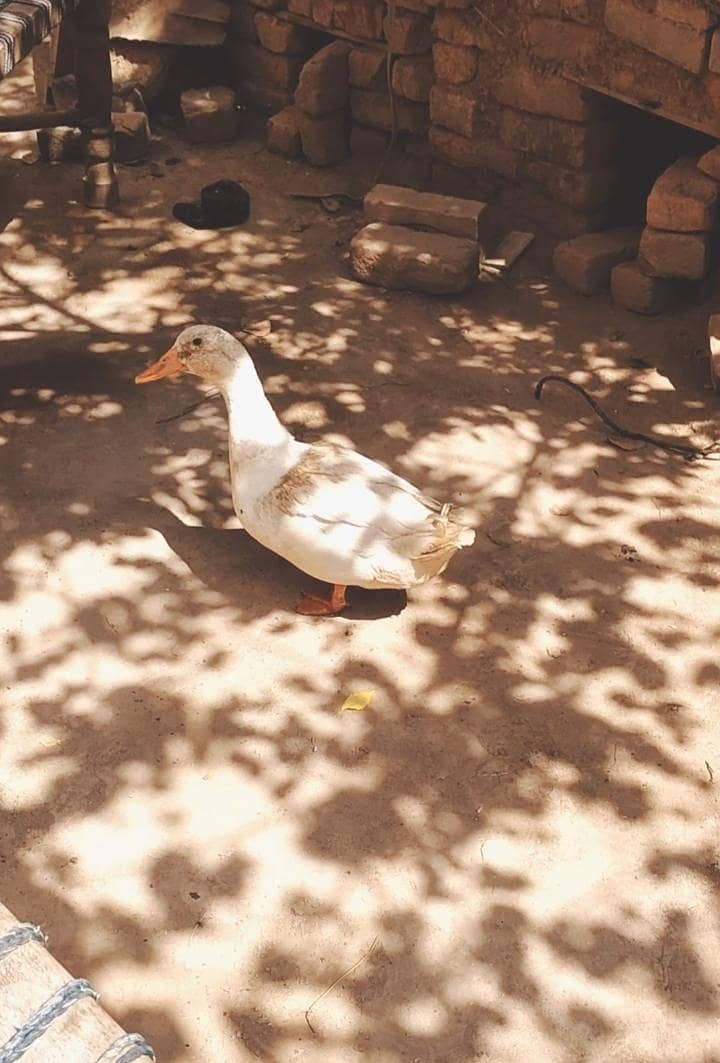 Ducks Desi 0