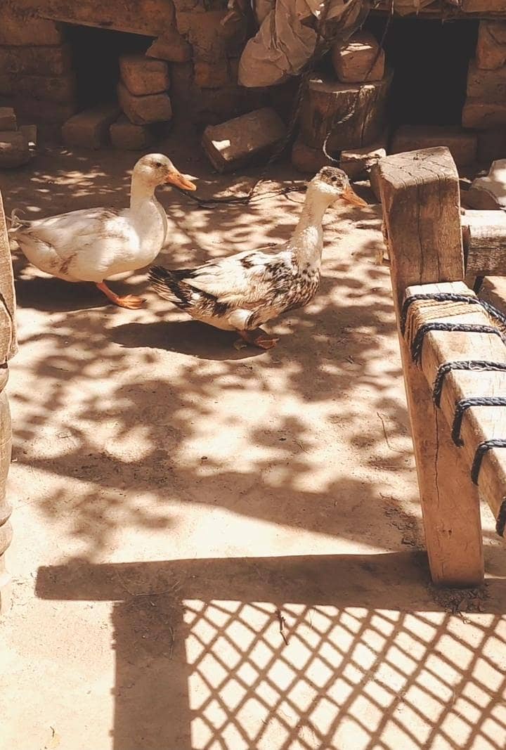Ducks Desi 1