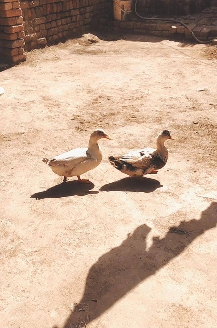 Ducks Desi 2