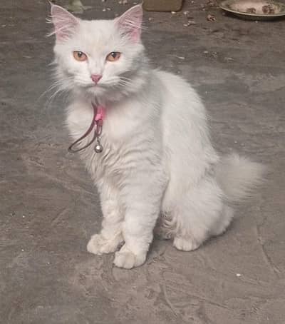 pure white