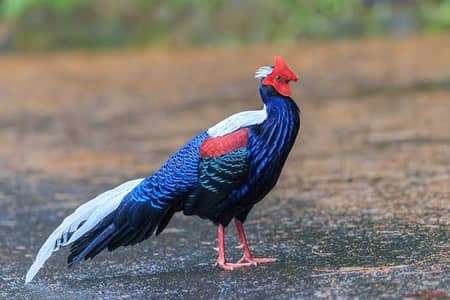 Swinhoes breeder pair