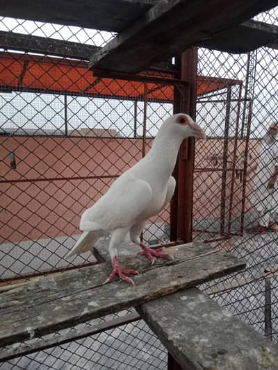 fancy pigeon for urgant sale