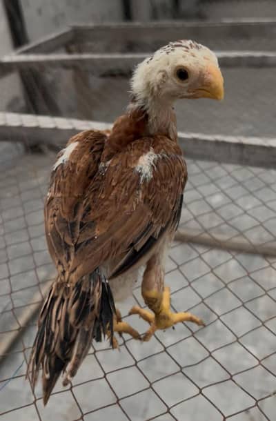 PARROT BEAK . . 03139874002.