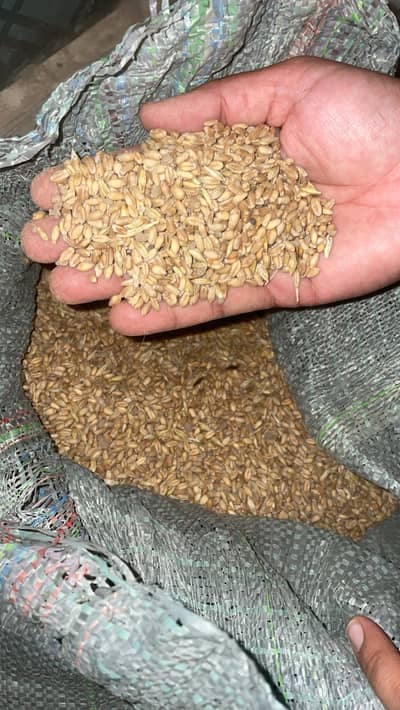 Gandum for sale 3800 Mann
