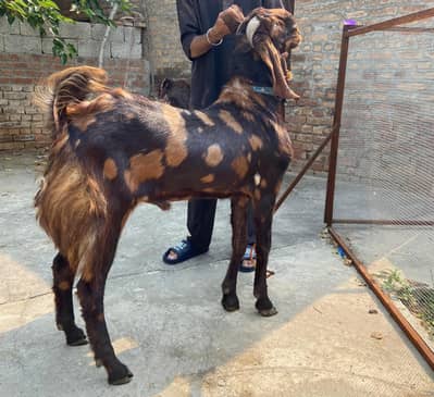 Qurbani Bakray