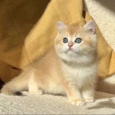 BRITISH SHORT HAIR Male Available