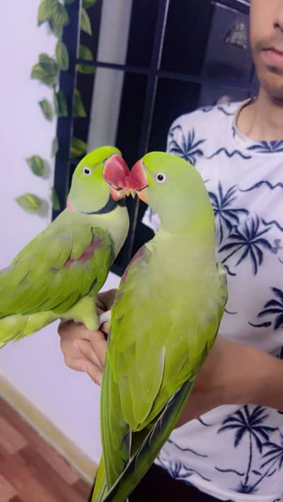 Raw Pahari  hand tame pair 03190150180