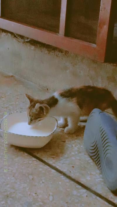 Stray kitten for sale need home asap