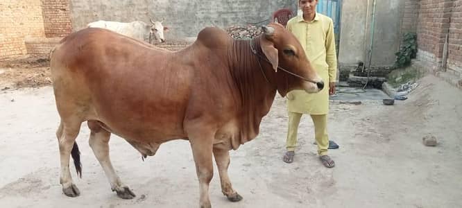 2 daant khubsort bull for Qurbani