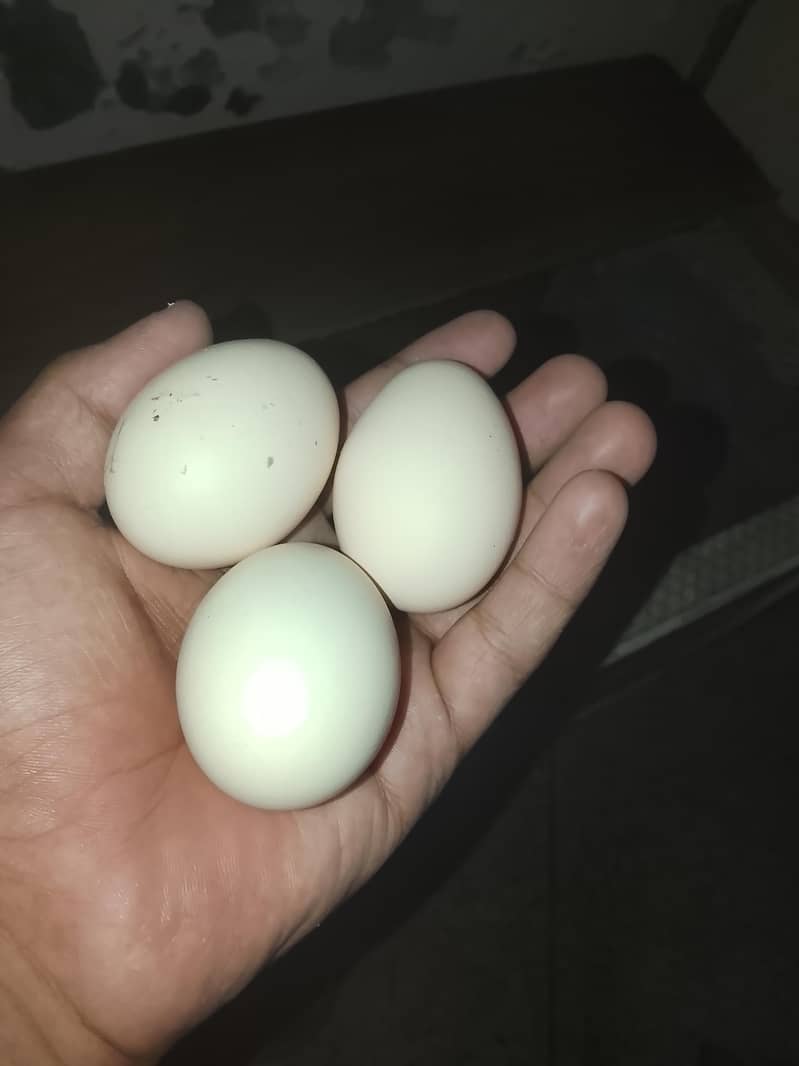 Desi egg 0