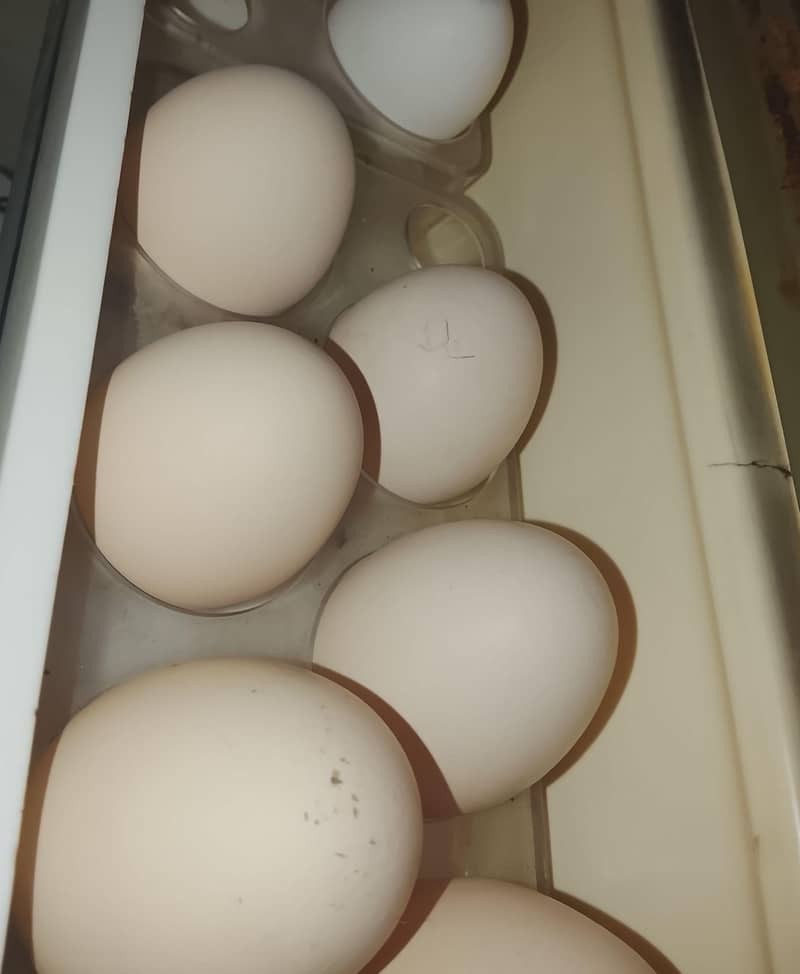 Desi egg 1
