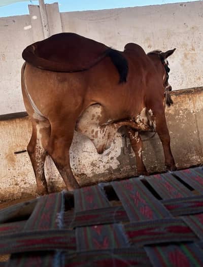 bachra for sale qurbani 2026