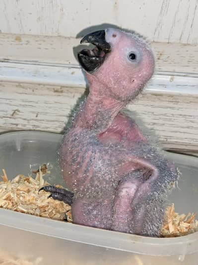 mashallah African gray parrot chicks
