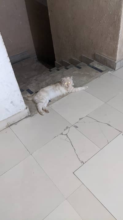 Persian cat for sale