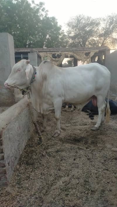 Nukra Bull pure White