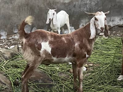 Qurbani Goats Available For Sell