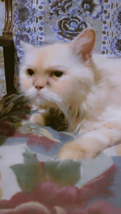 breeder female cat