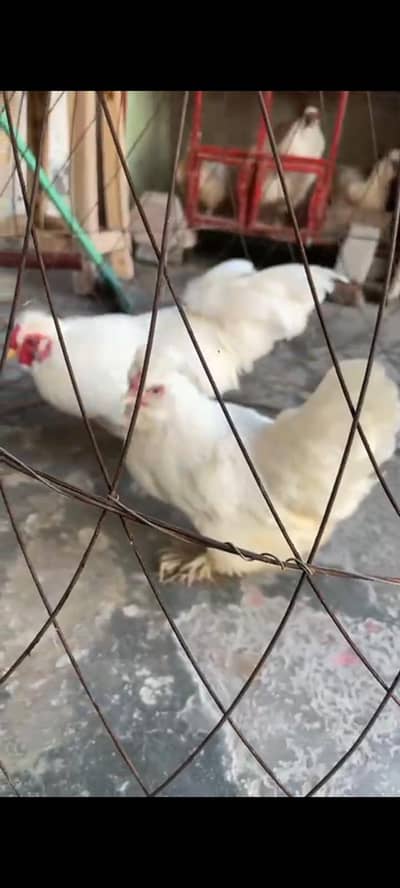 white bantam