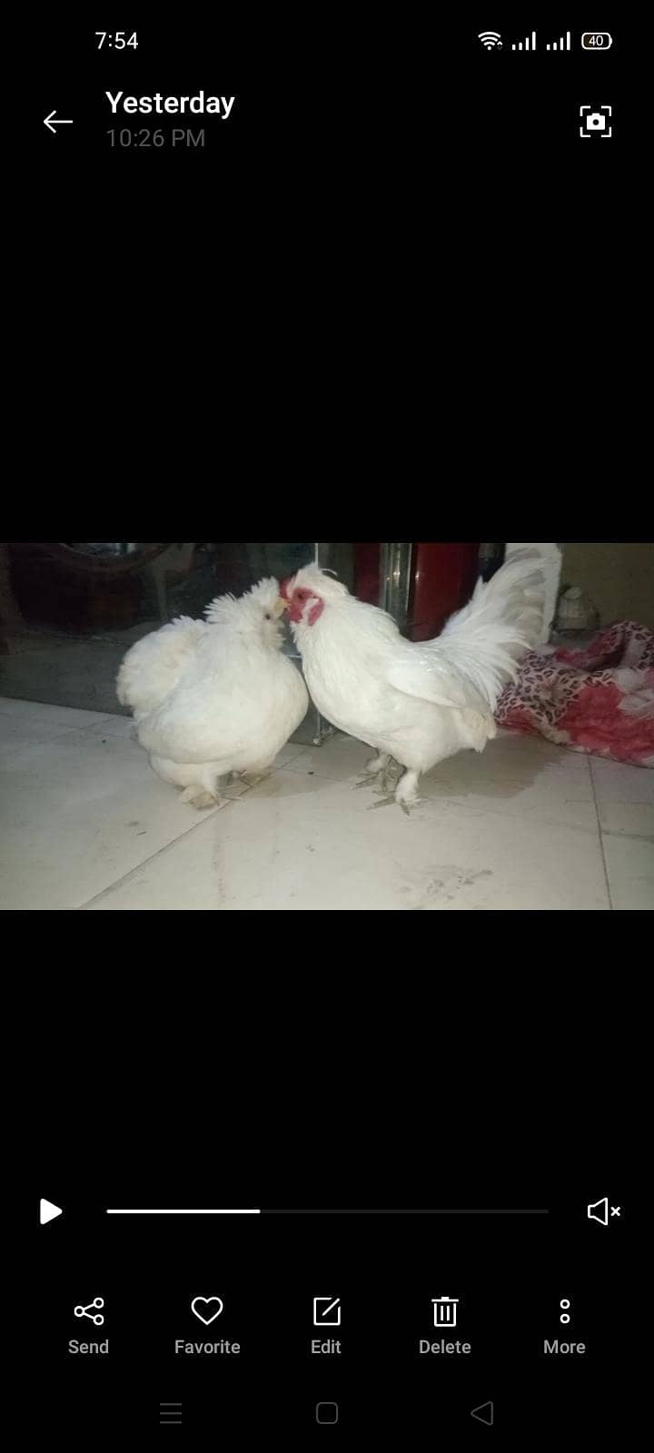 white bantam 1