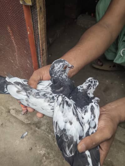 pigeon for sale