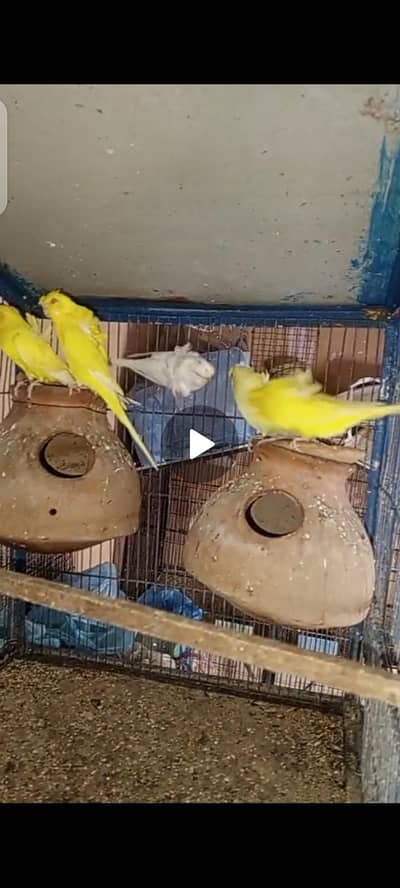 hogoromo budgies