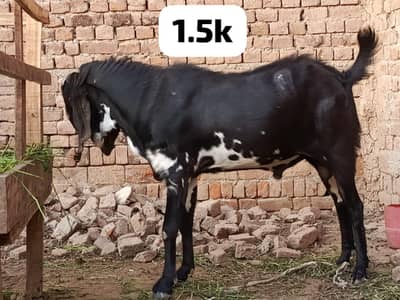 Goats for sale