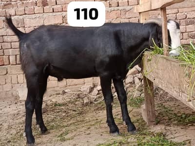 Goats for sale