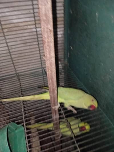 ringneck parrot