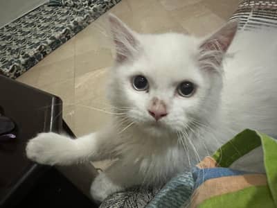 PERSIAN CAT FOR SALE . . .