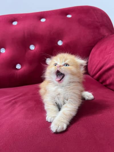 Scottish Fold Cat