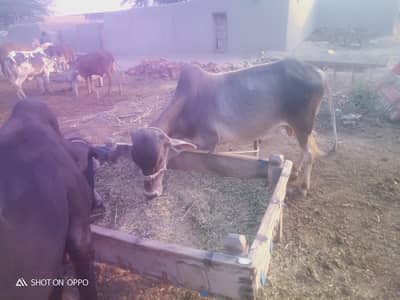 bull for Qurbani
