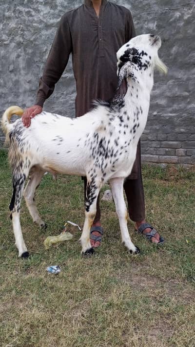 Quarbani 2026 ka Lia Bara BAKRA